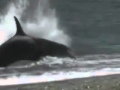 Killer whale beaches for seal, takes man instead, or does he?