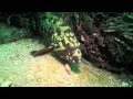 Mergulho na Ilha do Arvoredo HD - pequenas criaturas. - YouTube