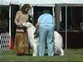 2008 Borzoi National Specialty... Winners Dog