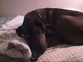 Pingo, The Best Dog in the World Compilation.