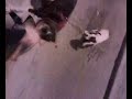Daira(Bull dog frances) y Thor (Pit bull)