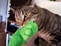 Bonsai the Growling Cat