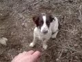 Molly better retrieve Molly better retrieve