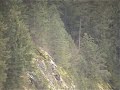 Bald Eagle at Wolf Lodge Bay, ID