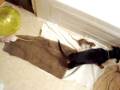 videos de Keefer the Dachshund & his Rats!!!