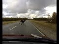 Reindeer on a road to Utsjoki Reindeer on a road to Utsjoki