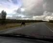Reindeer on a road to Utsjoki