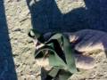Playa Artifact Found