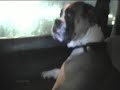Boxer (Ray ray) Go's 80 mph in Honda civic !!! Cool!!