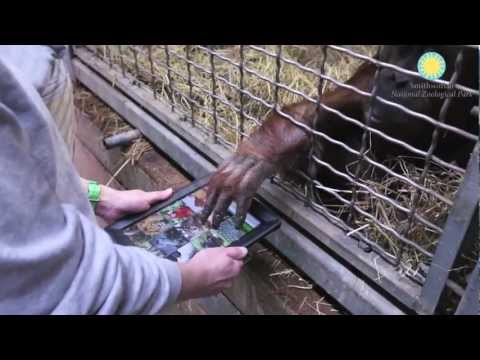 Apps for Apes: Smithsonian Orangutans using iPads for Enrichment