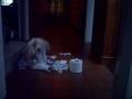 Andrex Puppy goes crazy - FFOM / KVH Andrex Puppy goes crazy - FFOM / KVH
