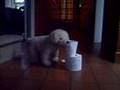 Andrex Puppy goes crazy - FFOM / KVH