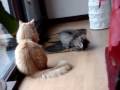 Drago-Noisette.wmv