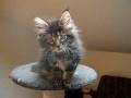 Allevamento Hollycoon - Maine Coon Cats