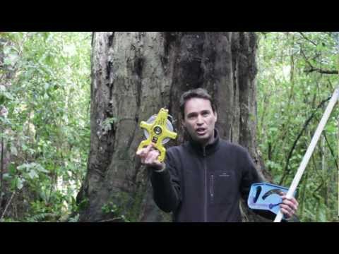 how to measure height of a tree
