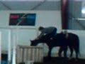 Funny horse fall!