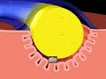 Muscular System, Neuromuscular Junction