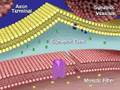 Muscular System, Neuromuscular Junction