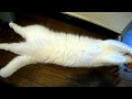 scottish fold �����ƥ��å���ե������ �Х󥶥�.AVI:YouTube������=11��