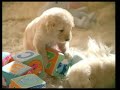 Pedigree Junior
