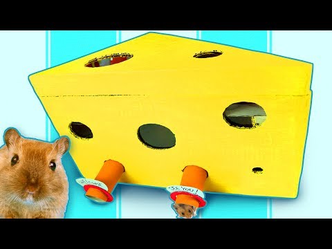 DIY Hamster maze