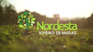 Viveiro de Mudas Nordesta