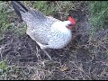 Tyson the Chicken Tyson the Chicken