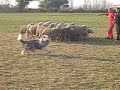 Anakine bearded collie au troupeau 1