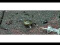 JVC Macro Test Footage