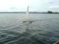 Segelboot auf dem Zugersee1 Segelboot auf dem Zugersee1