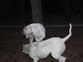 DOGO ARGENTINO WRESTILING GAME