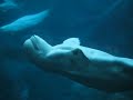 Beluga Whale Blowing Bubble and Catching It