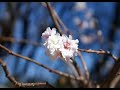 Gymnopedie No.1 & 3, cherry blossoms in autumn Gymnopedie No.1 & 3, cherry blossoms in autumn