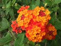 Wildflower Garden
