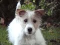 Rufus (Gnasher Freckles) West