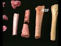 los yacimientos de la sierra de atapuerca 1ª parte
