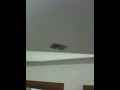 IMG_0552.MOV