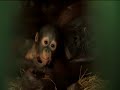 Orangutans in Captivity
