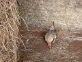Feral Barn Chickens