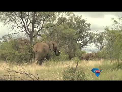 Navorsing oor grootvoete / Elephant research in Limpopo