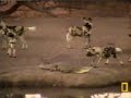 Wild dogs vs Fatty Wild dogs vs Fatty