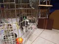 Sheltie puppies Surely, Symphony, and Goodness
