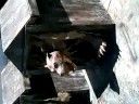 ANIMATED NEW DOG HOUSE