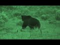 Shoshoni Grizzly  Bear