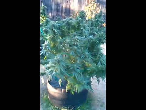 how to turn kush purple