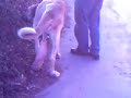 Guclu (sivas kangal)dostpati k�pek egitim merkezi