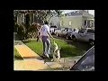 Jaws of Stone Predator SCH 3-playing with the flirtpole.mov