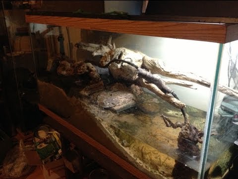 how to care for a nile monitor