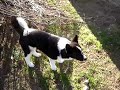 perro oso de carelia YUBAIT perro oso de carelia YUBAIT