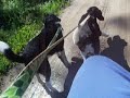 dog walks